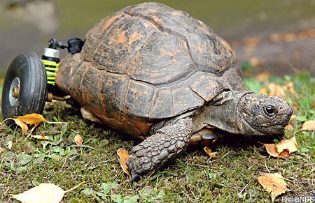 tortoisetinabnps_450x291.jpg
